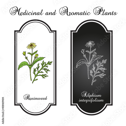 Rosinweed Silphium integrifolium , medicinal plant
