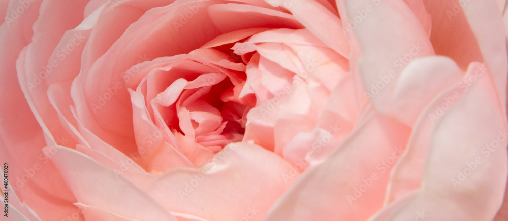 パステルピンクの花、花の背景、抽象的な夏のコンセプトの壁紙のクローズアップ画像 。 パステルピンクの花、花の背景、抽象的な夏のコンセプトの壁紙のクローズアップ画像 。