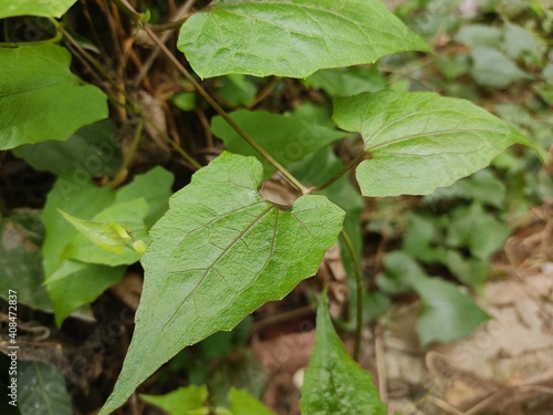 Wallpaper Mural 
green leaf for background.Green leaves on bokeh background.beautiful leaf pattern texture. Torontodigital.ca