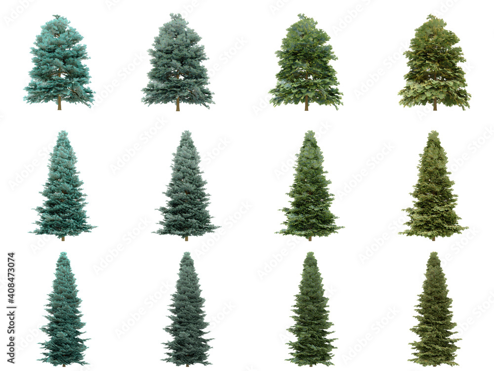 Abies concolor trees on white background. Colorado white fir isolate collection season. (3d illustration with Clipping path)