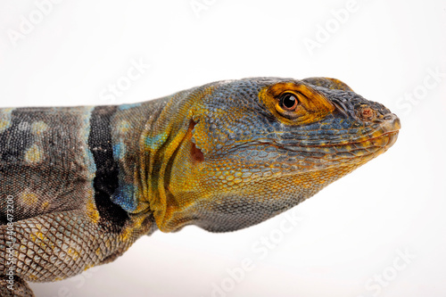 Blauer Felsenleguan // Baja blue rock lizard (Petrosaurus thalassinus) photo