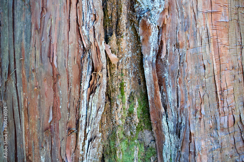 Canvastavla Tree rift at the forest.