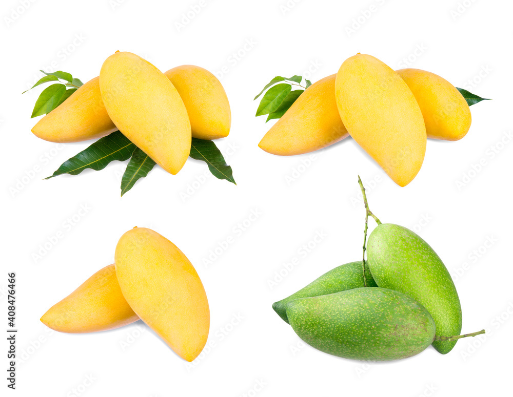 Yellow mango and green mango on white background Yellow mango and green mango on white background