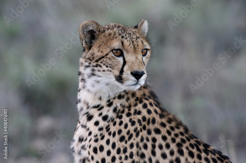 Valokuvatapetti cheetah in Masai Mara national reserve