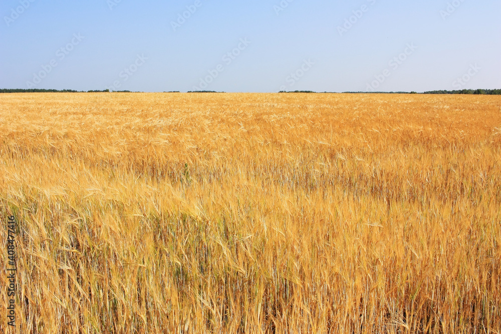 Golden ears of wheat in a field