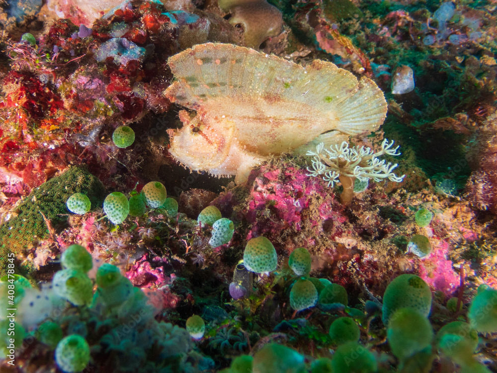 Leaf scorpionfish (Taenianotus triacanthus) or paperfish at the Deryl Laut wrech near Anilao, Batangas, Philippines. Underwater photography and travel. Leaf scorpionfish (Taenianotus triacanthus) or paperfish at the Deryl Laut wrech near Anilao, Batangas, Philippines. Underwater photography and travel.