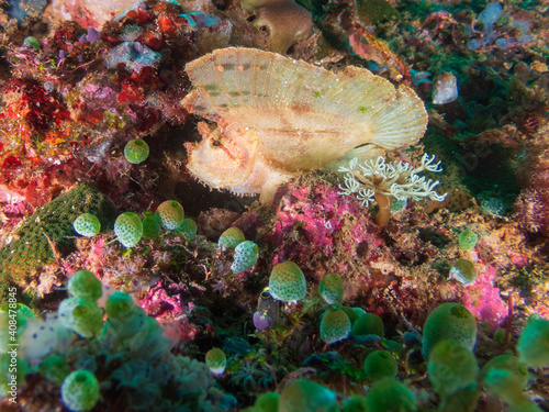 Leaf scorpionfish (Taenianotus triacanthus) or paperfish at the Deryl Laut wrech near Anilao, Batangas, Philippines.  Underwater photography and travel. photo