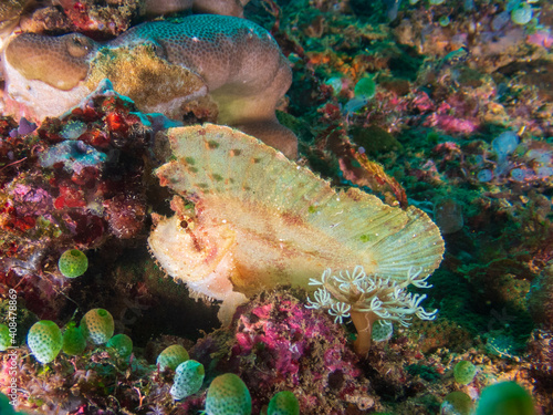 Leaf scorpionfish (Taenianotus triacanthus) or paperfish at the Deryl Laut wrech near Anilao, Batangas, Philippines.  Underwater photography and travel. photo