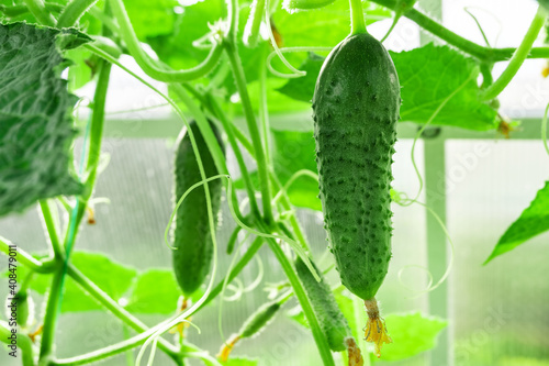 Fotografie Cucumbers with green leaves in the greenhouse. Growing cucumbers