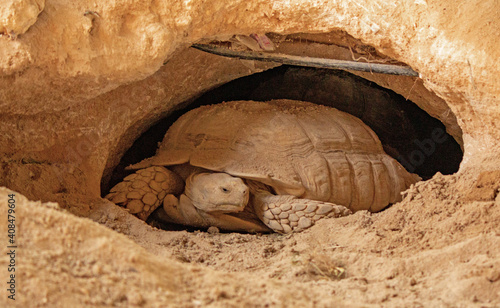 Desert tortoise lives in hole made in the desert photo