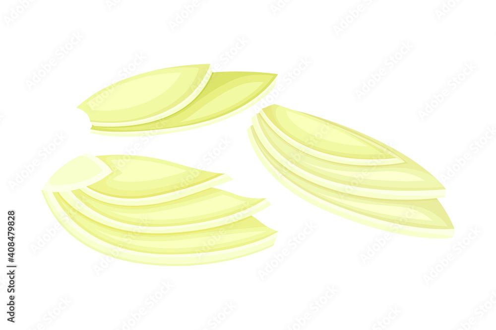 Fresh Fennel Fruit as Aromatic Anise-flavored Spice Vector Illustration Fresh Fennel Fruit as Aromatic Anise-flavored Spice Vector Illustration