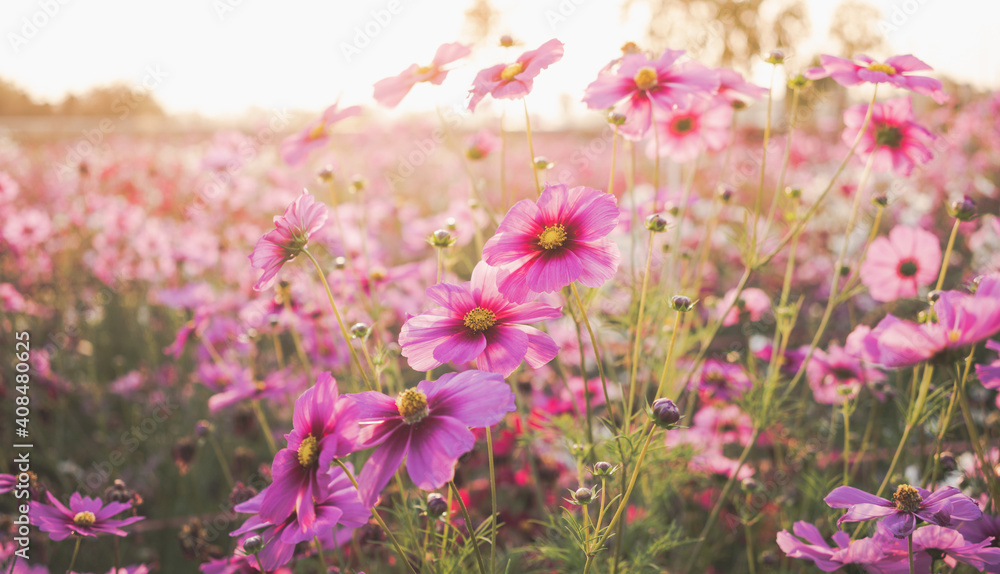 Field of cosmos flower.