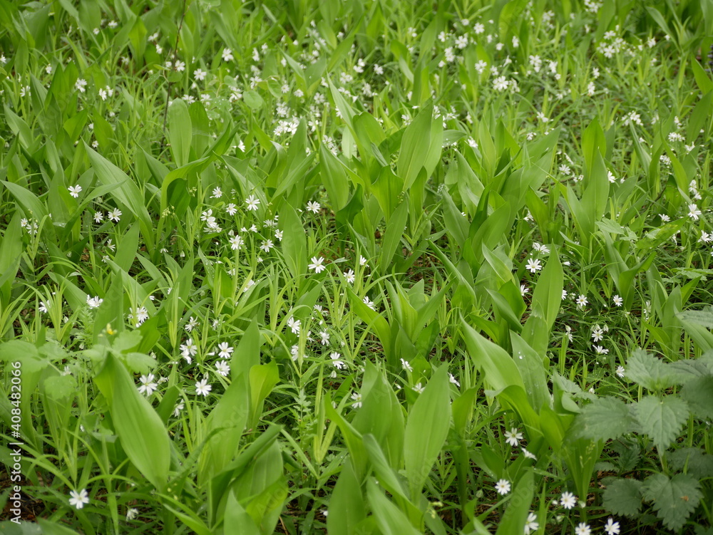 Small white flowers with forked petals among the green grass and the landed in a clearing in the forest. Stellaria nemorum on a sunny spring day in natural conditions. Small white flowers with forked petals among the green grass and the landed in a clearing in the forest. Stellaria nemorum on a sunny spring day in natural conditions.