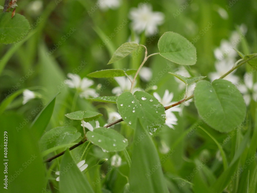 Small white flowers with forked petals among the green grass and the landed in a clearing in the forest. Stellaria nemorum on a sunny spring day in natural conditions. Small white flowers with forked petals among the green grass and the landed in a clearing in the forest. Stellaria nemorum on a sunny spring day in natural conditions.