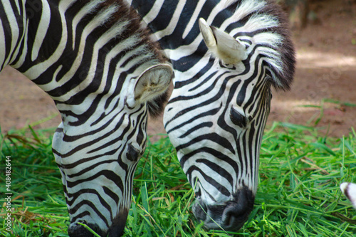 A herd dazzle of adult african Zebras eating grass at Srilankan Zoo
