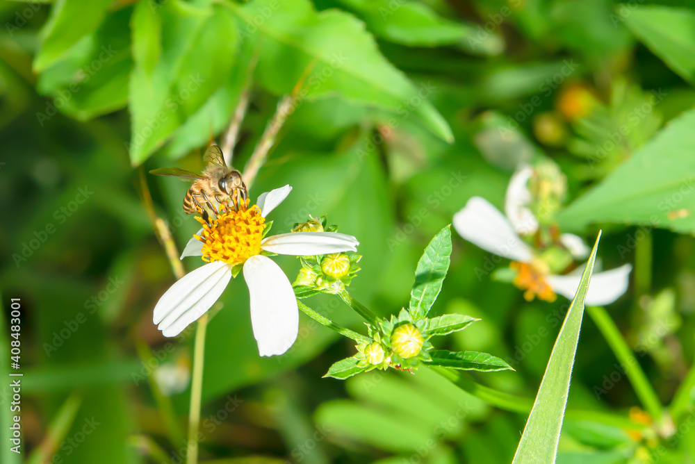 The bee is collecting nectar from flowers. The bee is collecting nectar from flowers.
