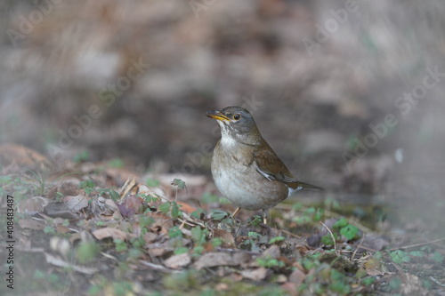 pale thrush in the forest