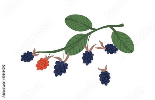 Bunch of blackberries hanging on twig with leaves. Ripe and unripe brambles. Botanical berry element isolated on white background. Colorful flat vector illustration