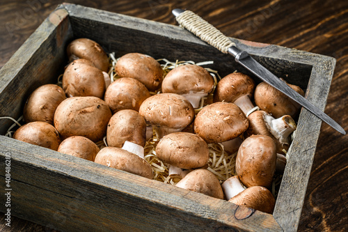 Raw Fresh champignon mushrooms in a wooden box. Dark background. Top view
