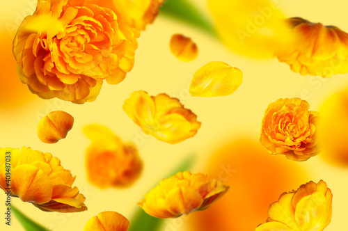 Flying tulip flowers and petals on yellow background. Creative floral composition with yellow tulips. Spring blossom concept, nature layout, greeting card for 8 March, Valentine's day, holiday