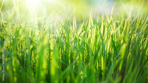Nature background with green grass and sun