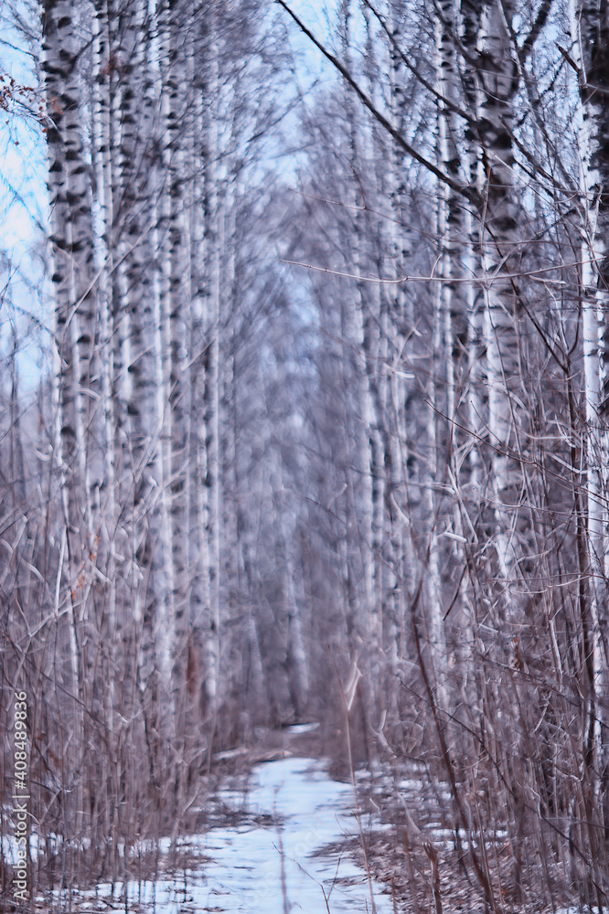 March birch forest, abstract blurred landscape in the forest March birch forest, abstract blurred landscape in the forest