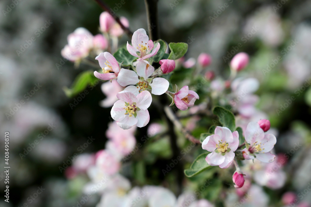 Apple blossom, spring flowers with colorful white and pink petals on a branch. Apple tree in orchard on blurred background, soft colors