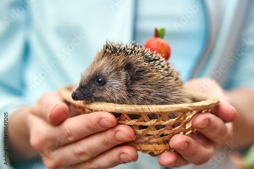 Hedgehog in a basket. Human hands are holding a wild animal. Caring for nature. High quality photo