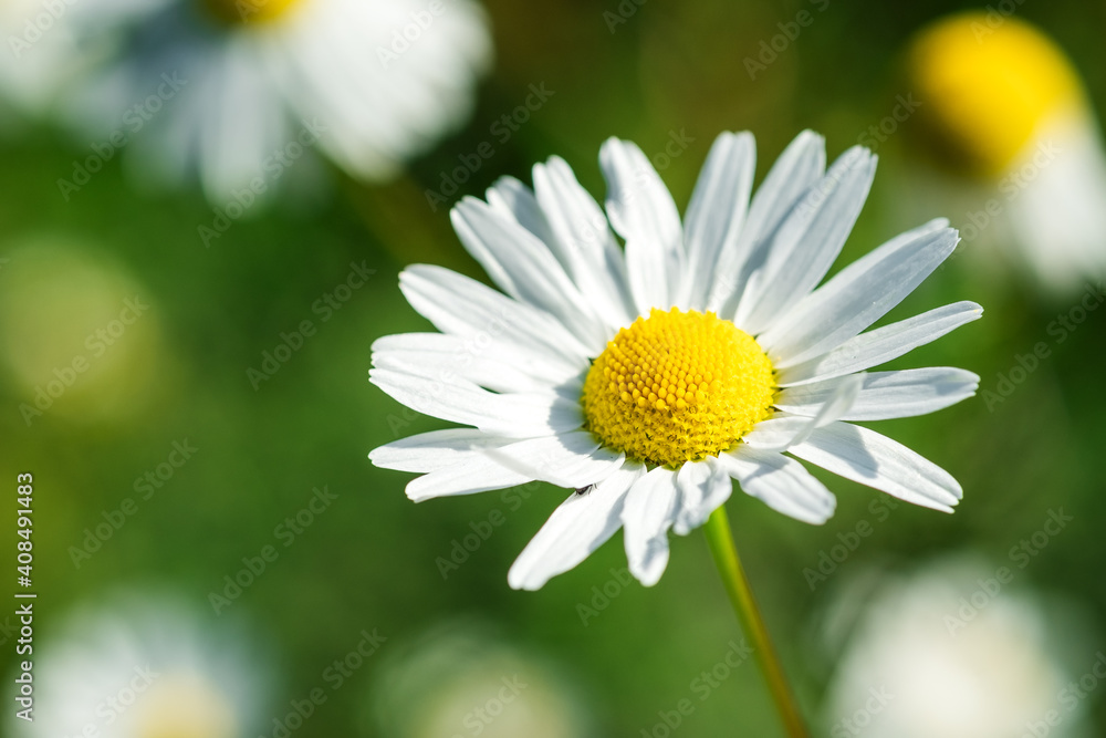 Close-up of chamomile flower on green nature background. Flower background. Copy space. Soft focus - Image Close-up of chamomile flower on green nature background. Flower background. Copy space. Soft focus - Image