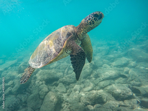 An endangered sea turtle in turquoise blue clear waters of Hawaii swims across the stony seabed