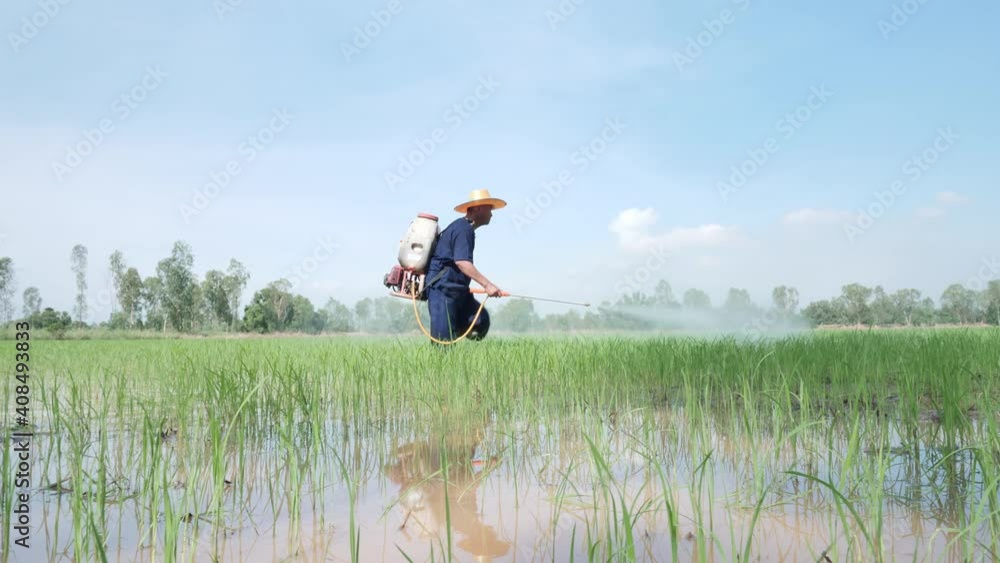 Senior Asian farmer sprayer herbicides on paddy fields. Man working on the rice field Agriculture real in Rural Scene .. Senior Asian farmer sprayer herbicides on paddy fields. Man working on the rice field Agriculture real in Rural Scene ..
