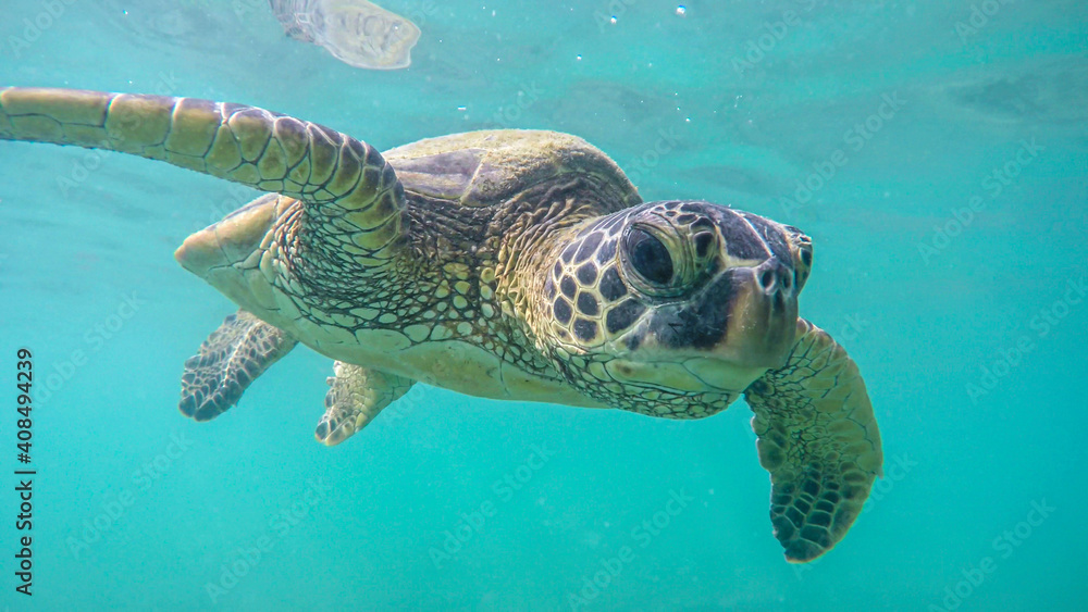 Obraz premium An endangered sea turtle in turquoise blue clear waters of Hawaii