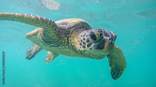 An endangered sea turtle in turquoise blue clear waters of Hawaii