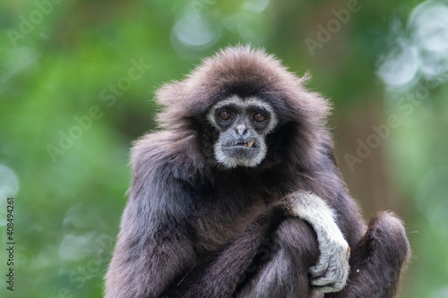 Lar gibbon white handed gibbon ape monkey portrait close up © Enlight fotografie