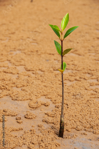 A mangrove baby trees at low tide sarounded by sand. Iriomote Island.