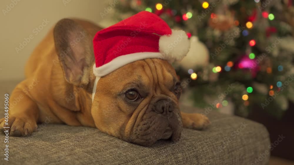 Cute french bulldog dog in new year Santa Claus christmas red cap Funny pet lies on sofa against background of beautiful festive pine tree dressed up. Looks straight into camera sincerely. Celebration Cute french bulldog dog in new year Santa Claus christmas red cap Funny pet lies on sofa against background of beautiful festive pine tree dressed up. Looks straight into camera sincerely. Celebration