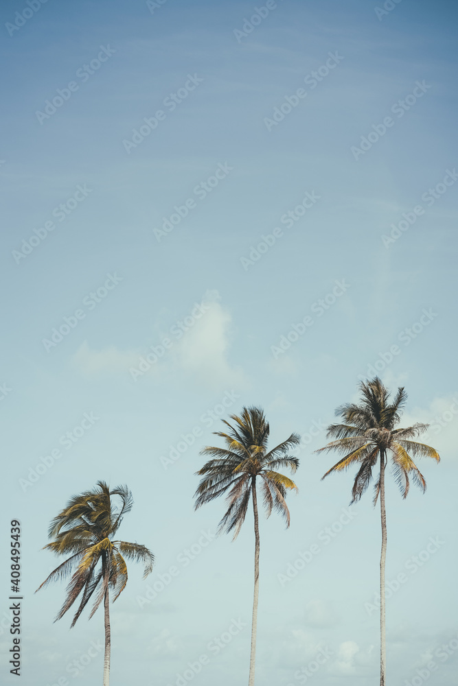 Obraz premium Copy space of tropical palm tree with sun light on sky background.