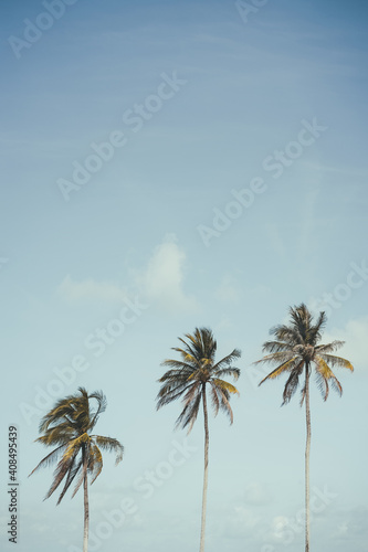 Copy space of tropical palm tree with sun light on sky background.