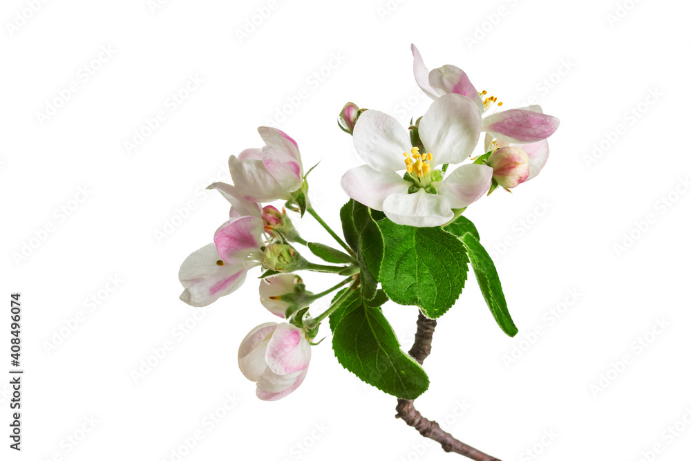 Beautiful apple blossom flower with branch isolated on white background.