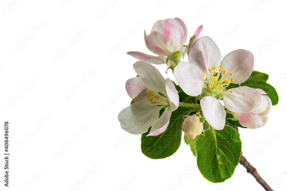 Obraz premium Beautiful apple blossom flower with branch isolated on white background.