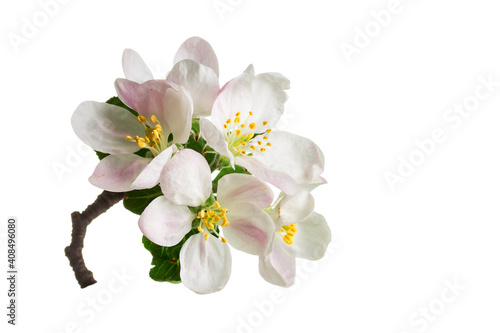 Beautiful apple blossom flower with branch isolated on white background.