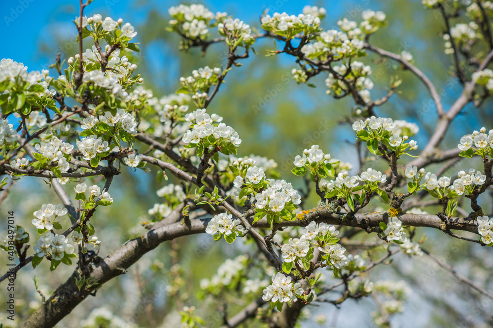 Early spring, close up branches of blossom garden, gardening concept Early spring, close up branches of blossom garden, gardening concept