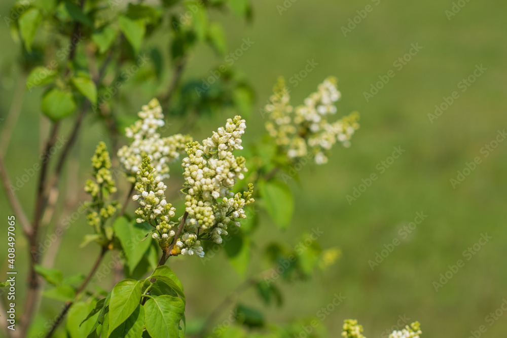 Early spring, close up branches of blossom garden, gardening concept Early spring, close up branches of blossom garden, gardening concept