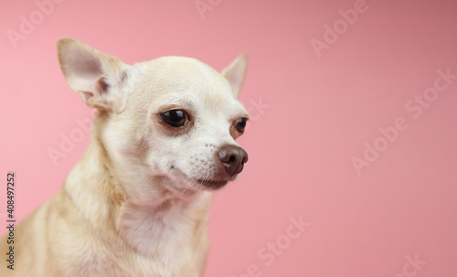  brown Chihuahua dog  head  on pink background, looking away. Pet emotion concept.