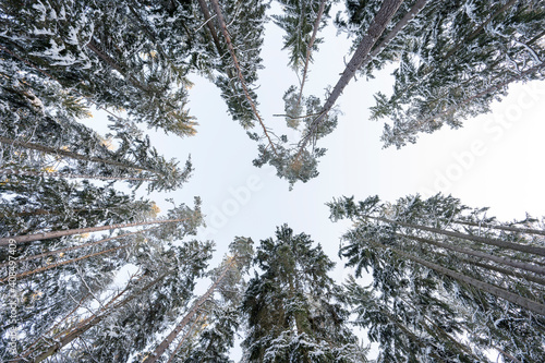 Hintergrund Wald photo