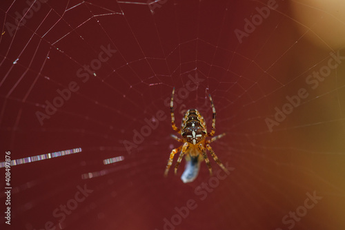 spider on a web caught a bug on a dark background, selective focus