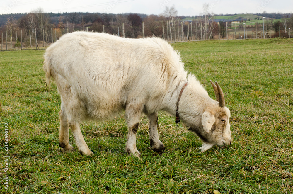 white goat grazes on the grass in the park white goat grazes on the grass in the park