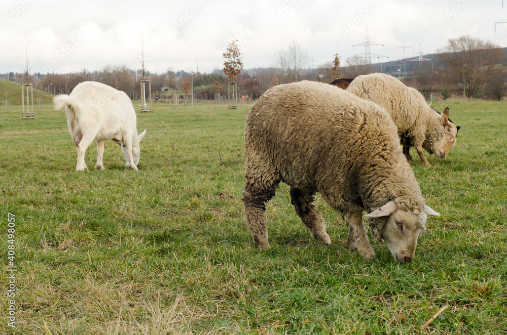 sheeps and goats grazing in the park sheeps and goats grazing in the park