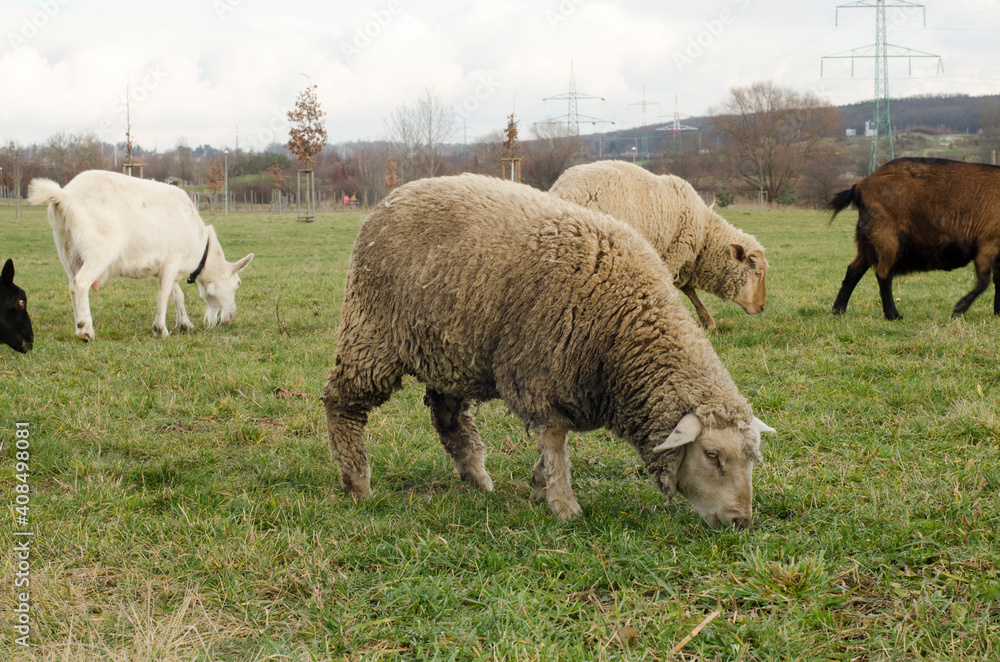 sheeps and goats grazing in grass in the park