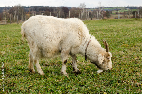 white goat grazes on the grass in the park